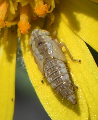 Réf. 281 426 : Deltocephalinae inconnu